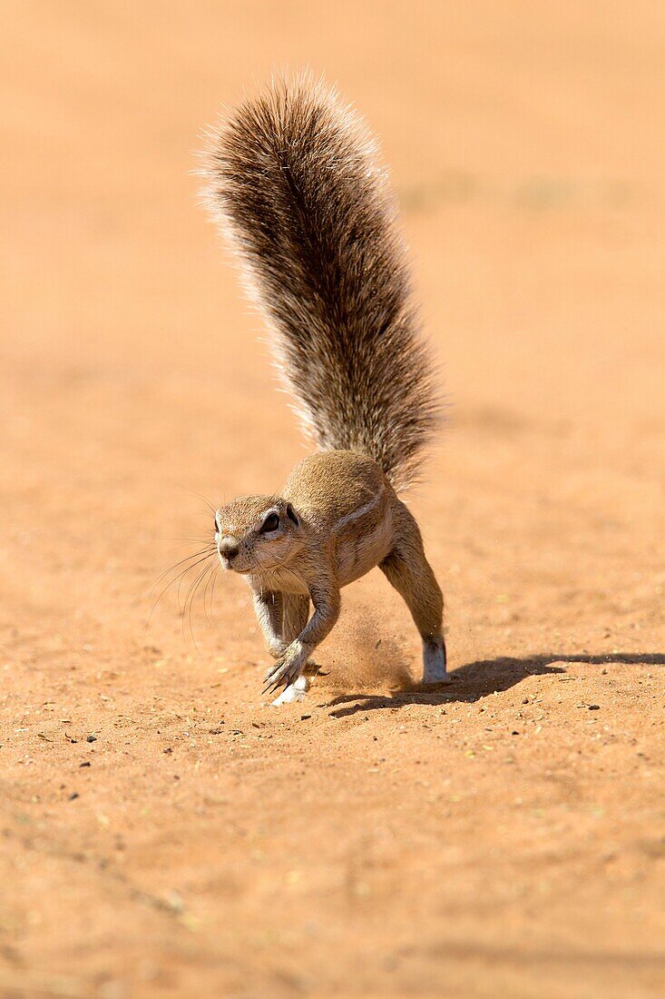 Ground Squirrel Xerus inauris, running, Mabuasehube, Kgalagadi Transfrontier Park, Kalahari desert, Botswana