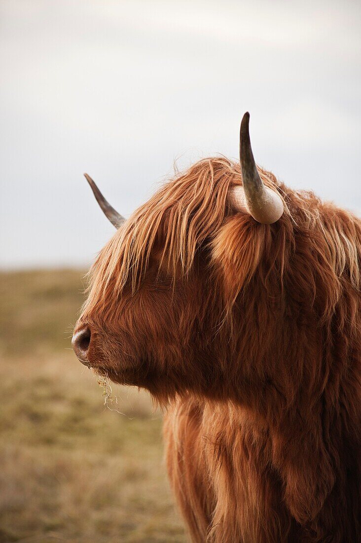 Portrait of Scottish Highland Cow