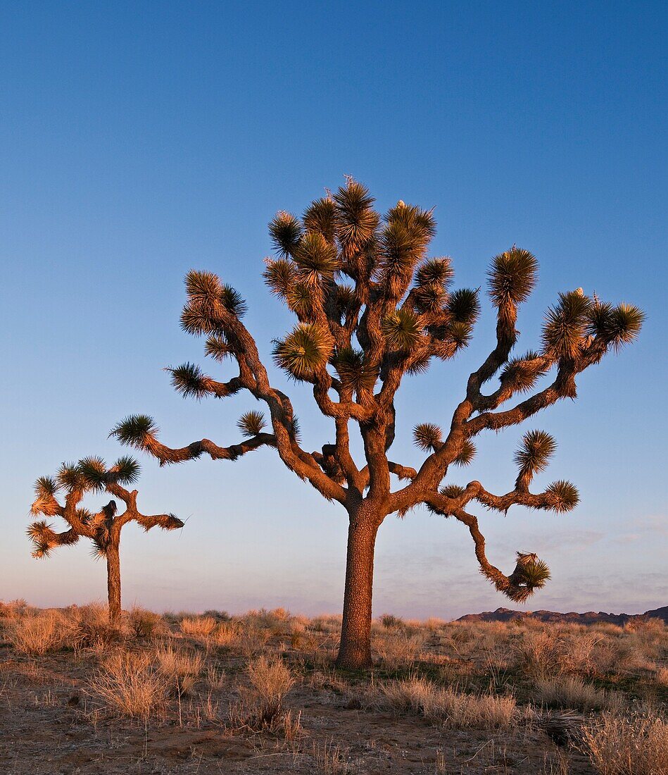 Joshua trees - Yucca brevifolia, Joshua Tree national park, California