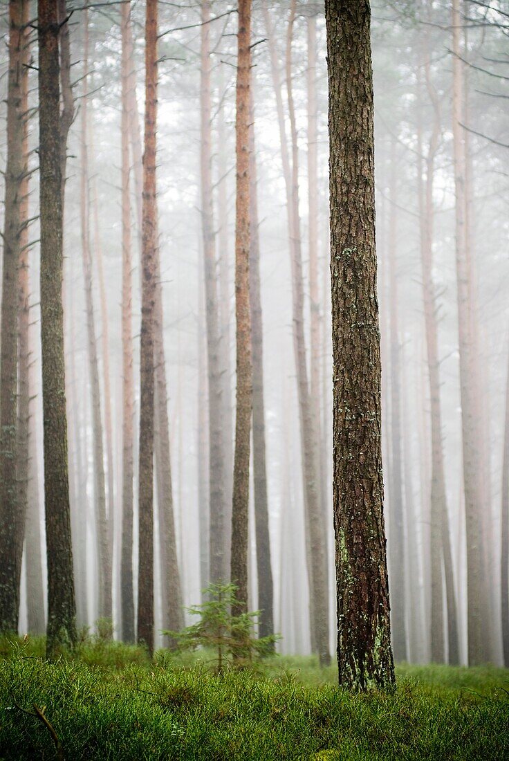 Foggy forest near Auerbach, Germany