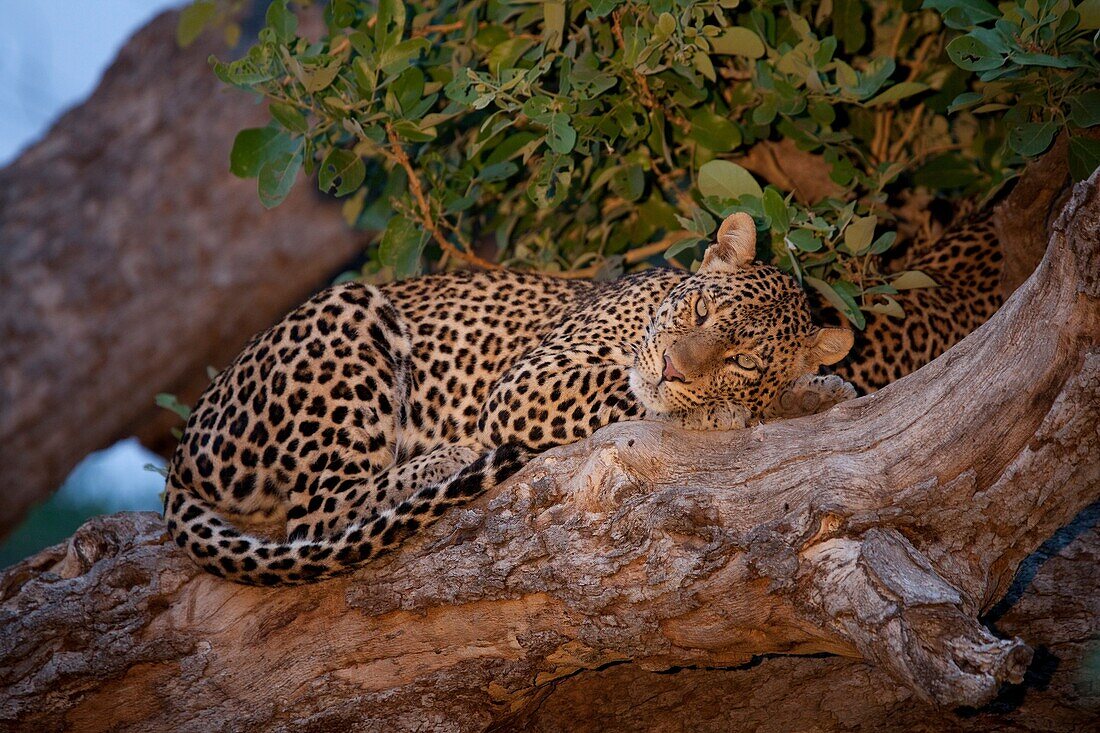 African Leopard Panthera Pardus Pardus  Near Threatened, population decreasing   Mashatu Game Reserve  Tuli block, Botswana  November 2010