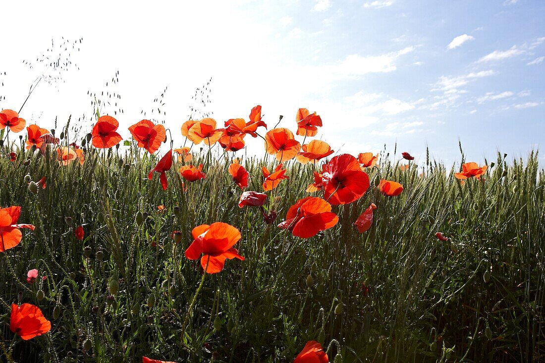 Poppies on a field  LLeida, Spain
