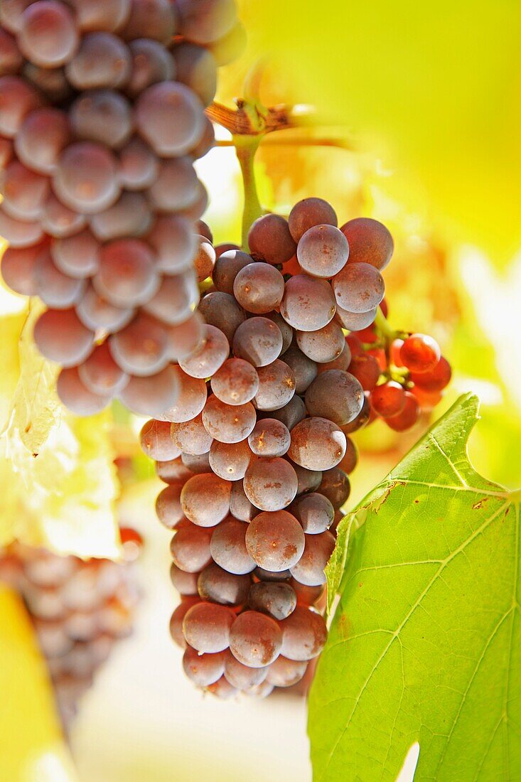 France, Alsace, Eguisheim, red wine grapes