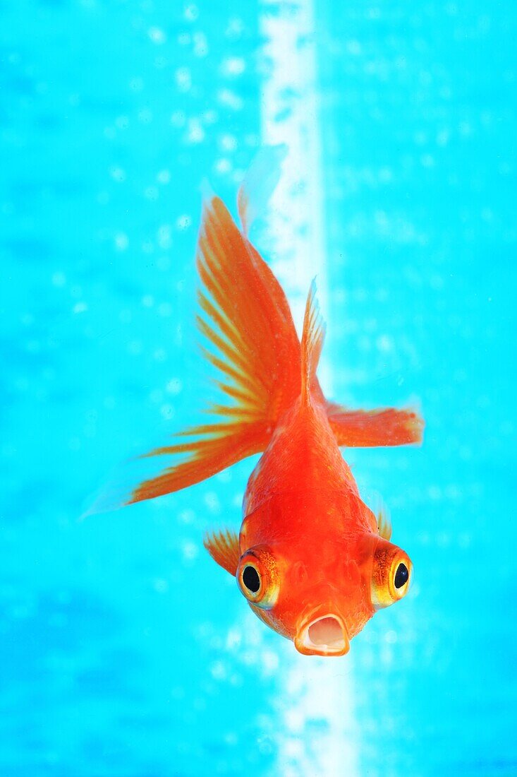 Goldfish, Fukushima, Japan