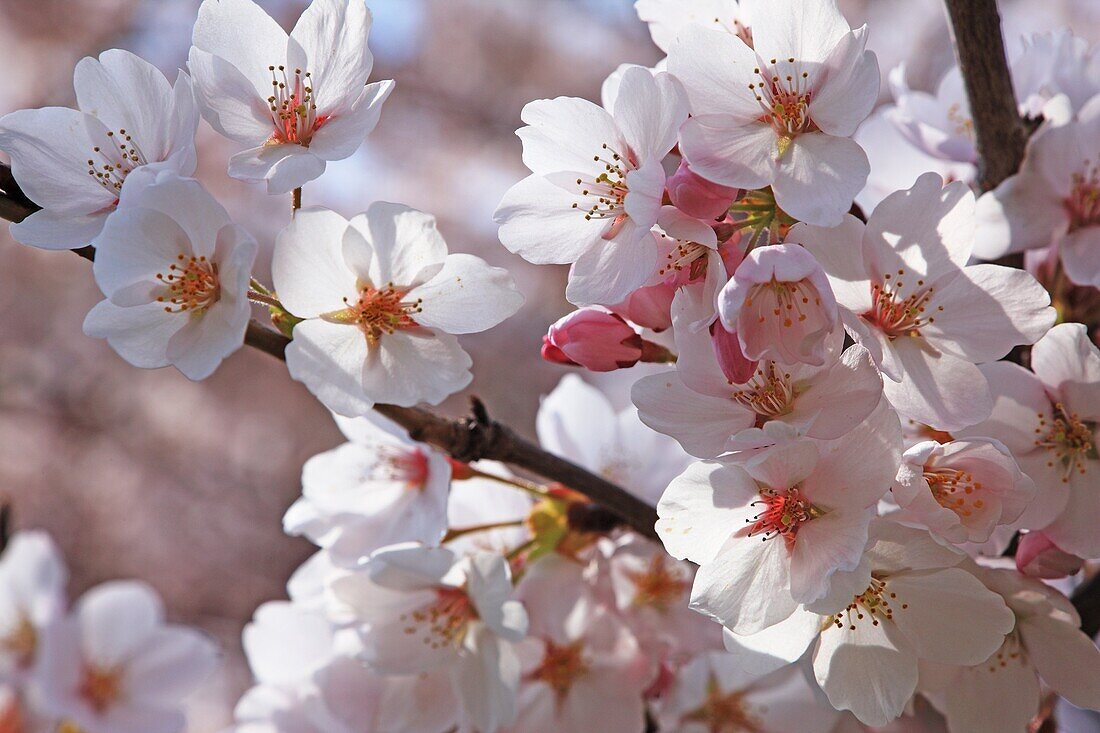 Cherry blossoms, Fukushima, Japan
