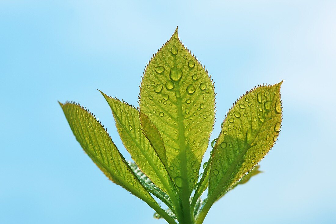 Fresh leaves with dew drops, Fukushima, Japan