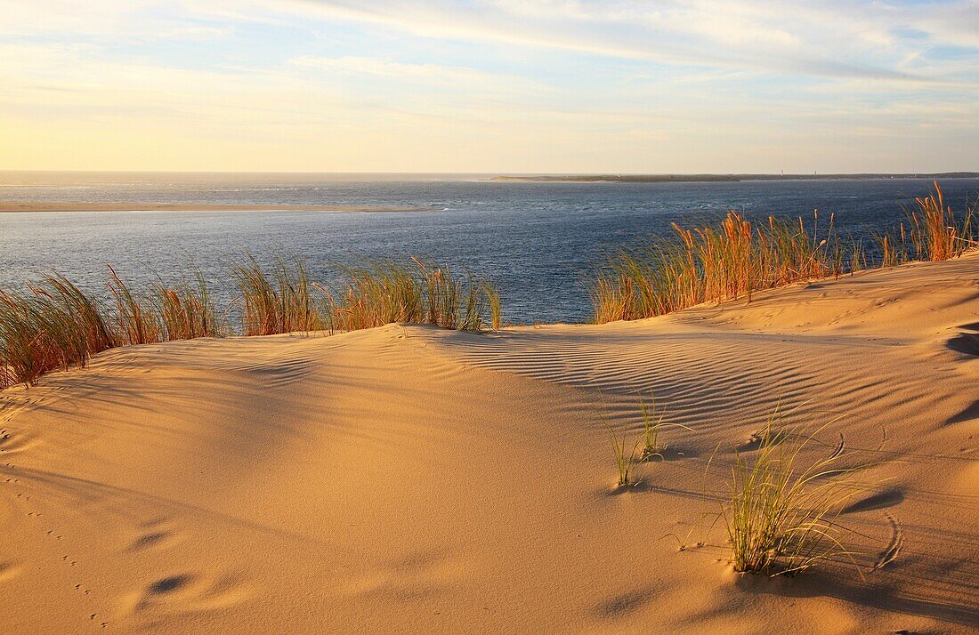 France, Gironde, Arcachon, dune grass at the Dune de Pyla