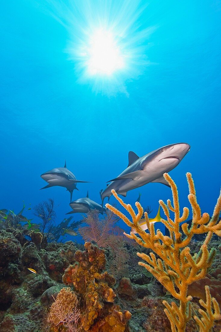 Caribbean reef sharks, Carcharhinus perezi, swimming over coral reef, Grand Bahamas, Bahamas, Caribbean Sea, Atlantic Ocean