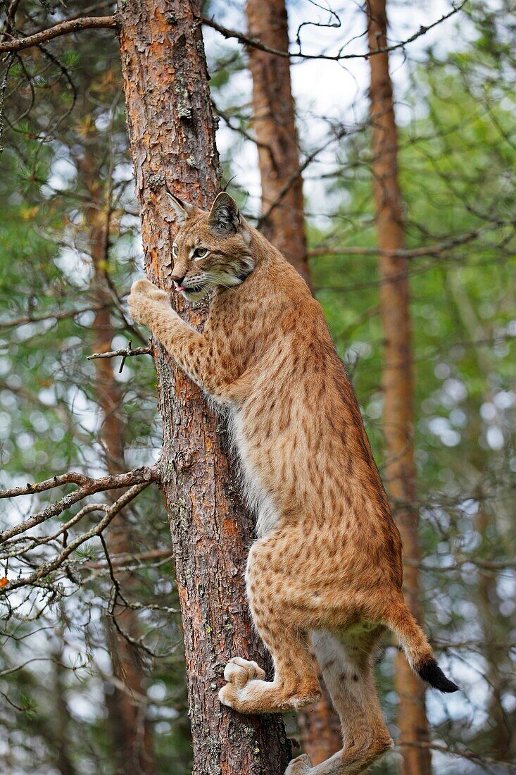 Eurasian Lynx, Lynx lynx, climbing on tree, Finland