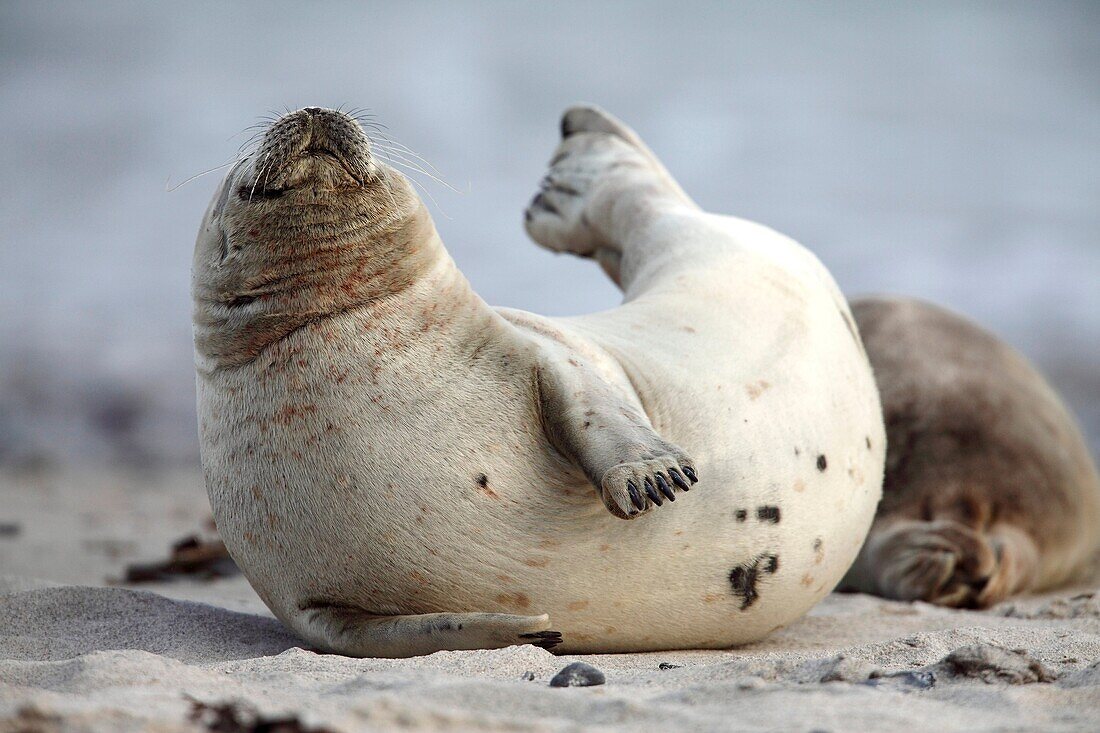Common Seal, Phoca vitulina, lying on beach and stretching, Heligoland, Germany