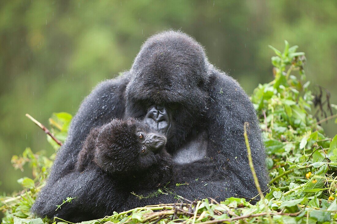 Mountain Gorillas, Gorilla beringei beringei, female with young sitting on nest in rain, Volcanoes National Park, Rwanda