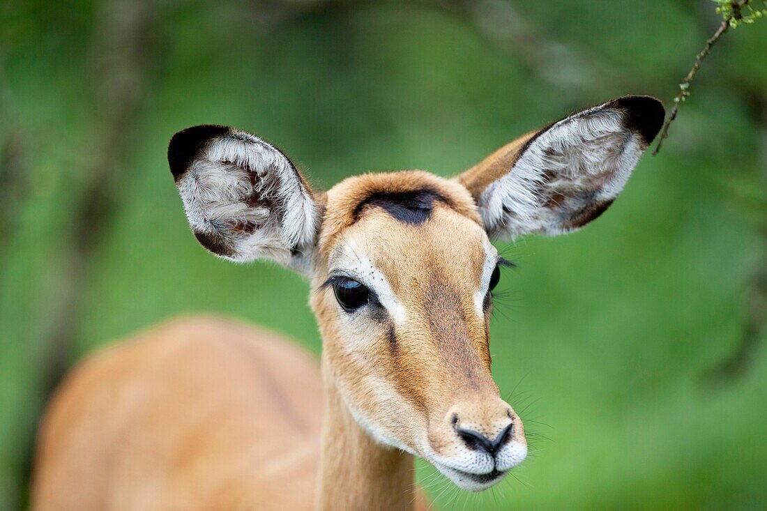 portrait of a female Impala, Aepyceros melampus, Lake Mburo National Park, Uganda
