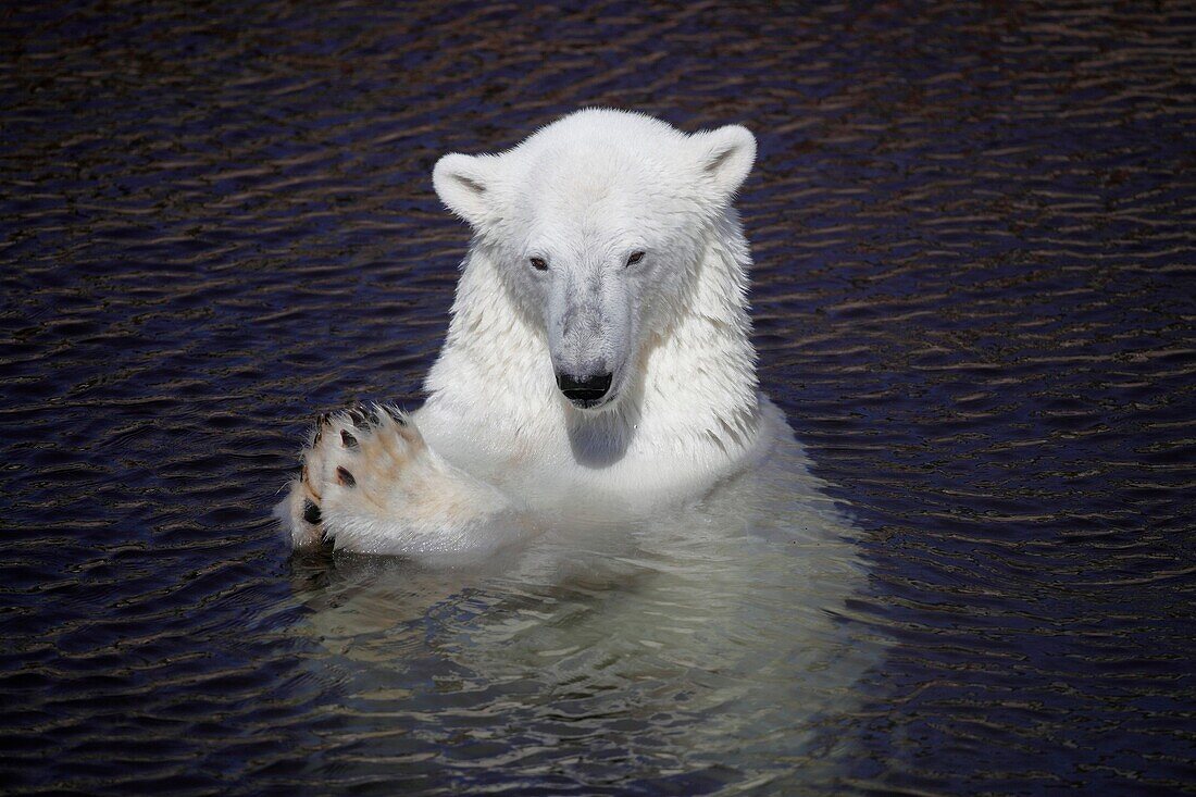 Polar Bear Ursus maritimus swimming in water, Ranua Zoo, Finland