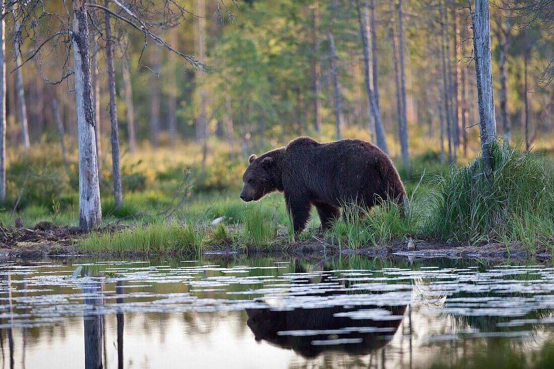Brown Bear Ursus arctos standing at lakeshore, Finland