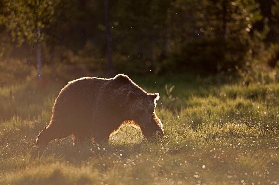 Brown Bear Ursus arctos walking on meadow at sunset, Finland