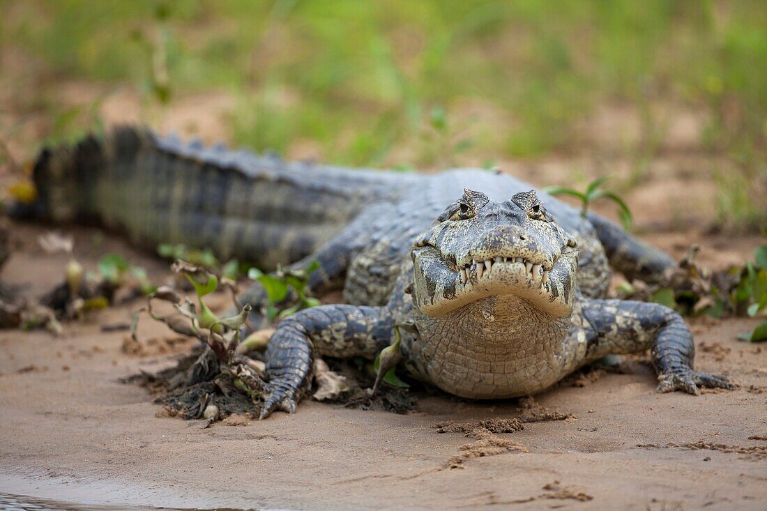 Yacare Caiman Caiman yacare lying on river bank, Pantanal, Brazil