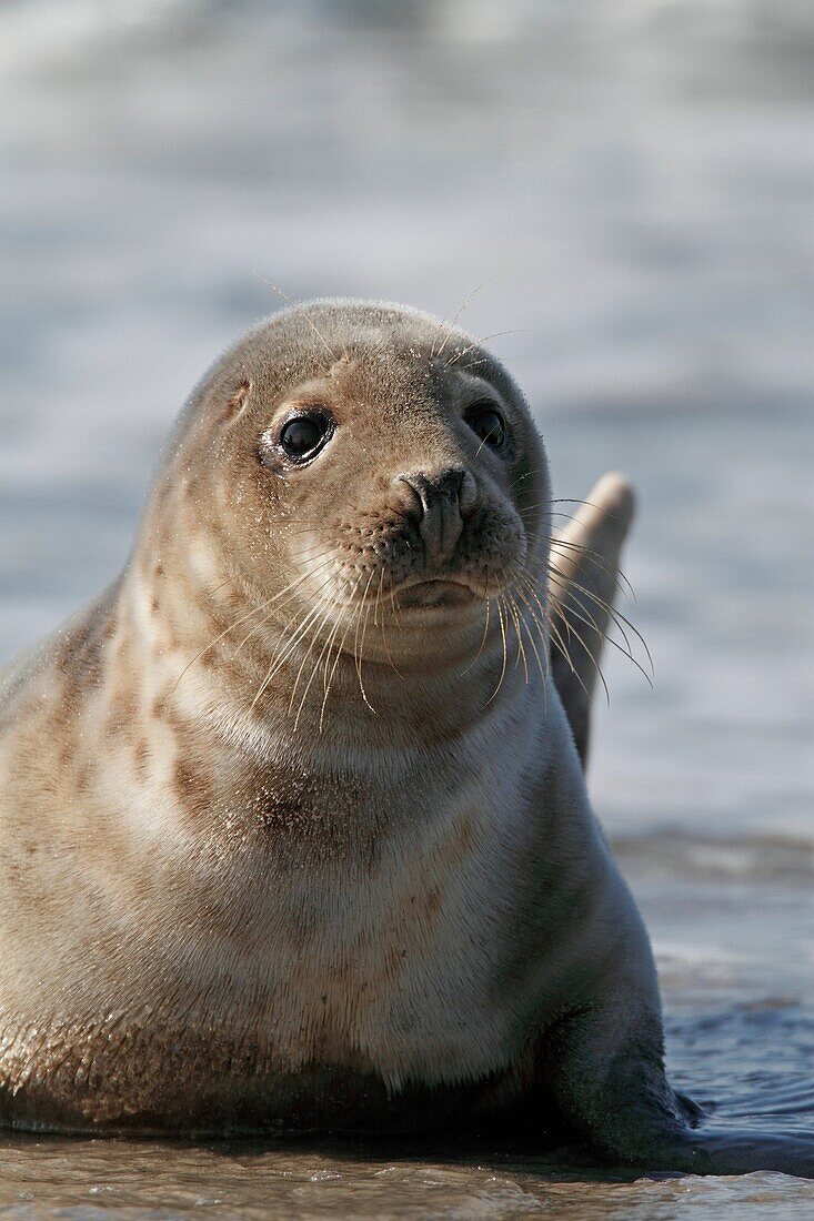 Grey Seal, Halichoerus grypus, lying on beach, Heligoland, Germany