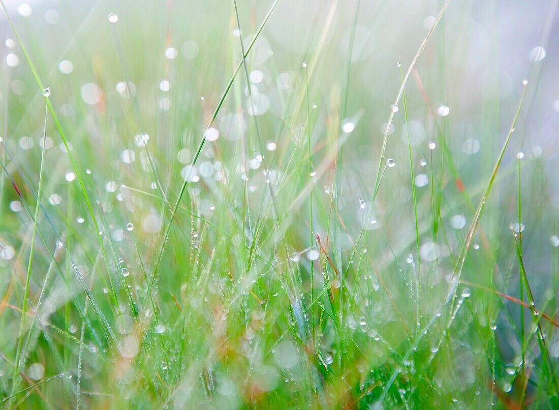 Makro shot of grass with early morning dew. Shallow DOF.