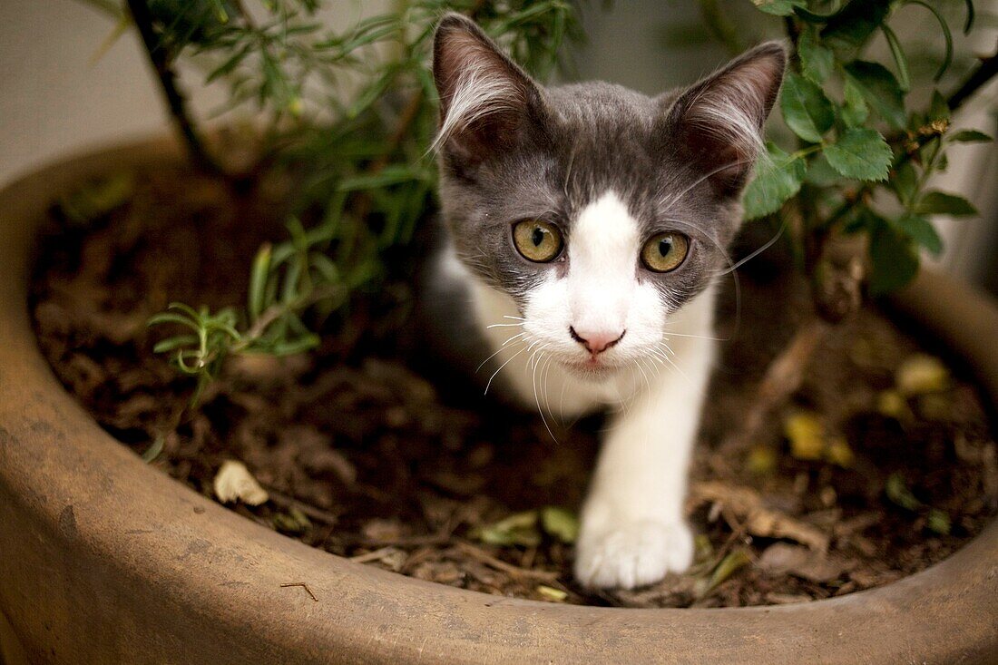 A kitten plays in a flowerpot in Mexico City.