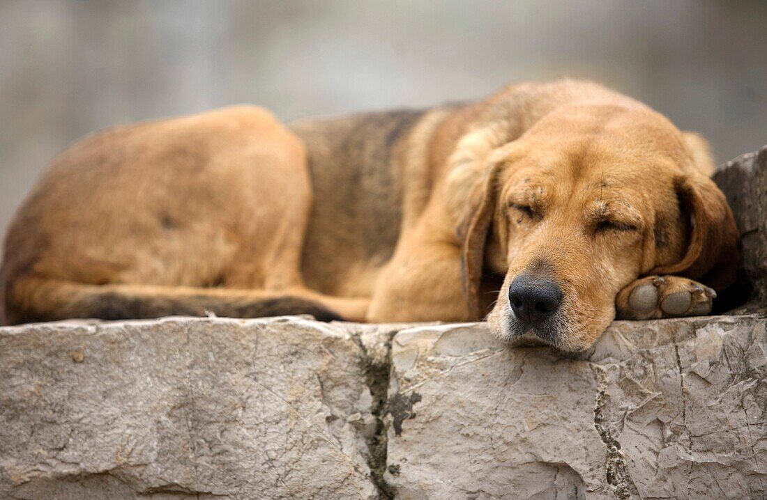 A dog sleeps in Yohualichan on the outskirts of Cuetzalan del Progreso, Mexico. Cuetzalan is a small picturesque market town nestled in the hills of Mexico´s central state of Puebla Founded in 1547 by Franciscan friars, this town took its name from the qu