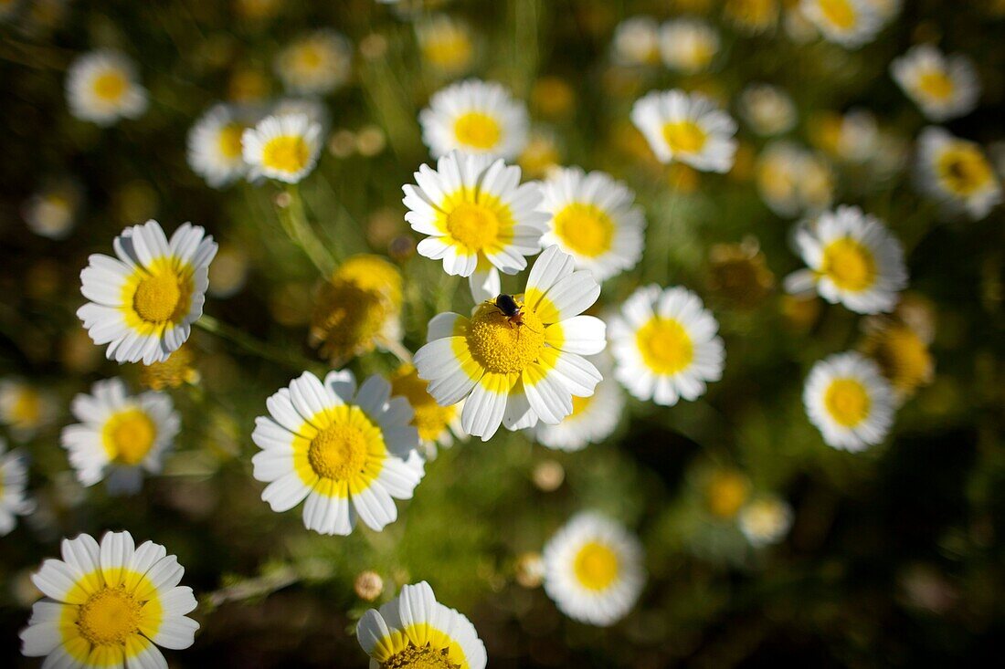 An insect eats nectar from wild daisies near Arcos de la Frontera village, Cadiz province, Andalusia.