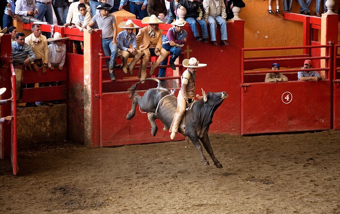 A Mexican Charro rides a bull at a charreria competition in Mexico City, June 8, 2010  Male rodeo competitors are ´Charros, ´ from which comes the word ´Charreria ´ Charreria is Mexico´s national sport