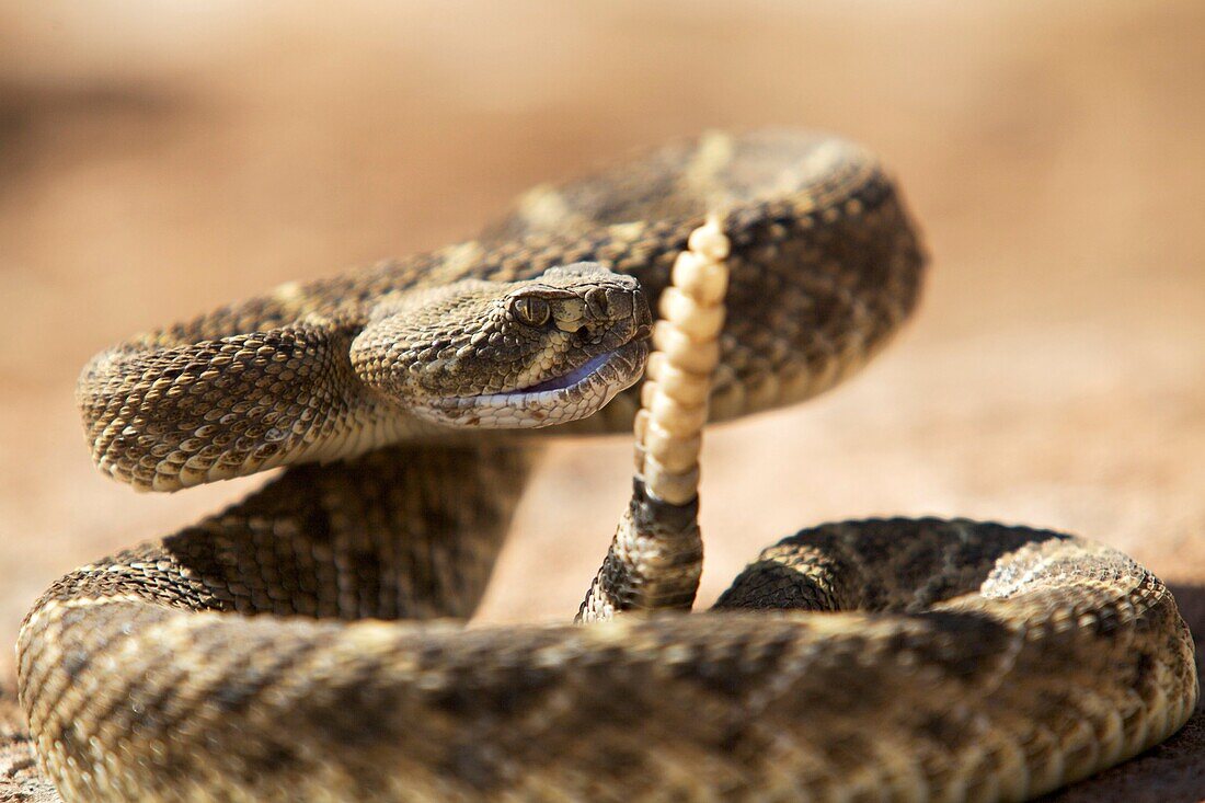 A western diamondback rattlesnake sunning on a rock in the west Texas desert prepares to strike