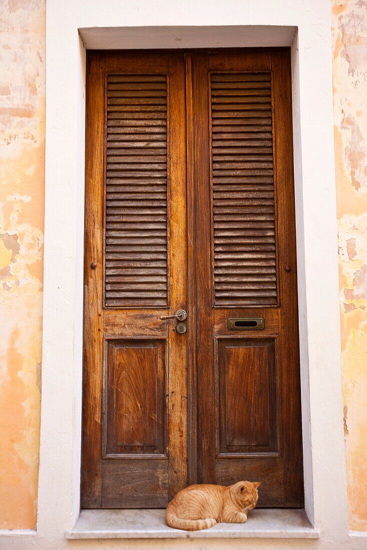 Feral cats gather in a doorway of Old San Juan, Puerto Rico