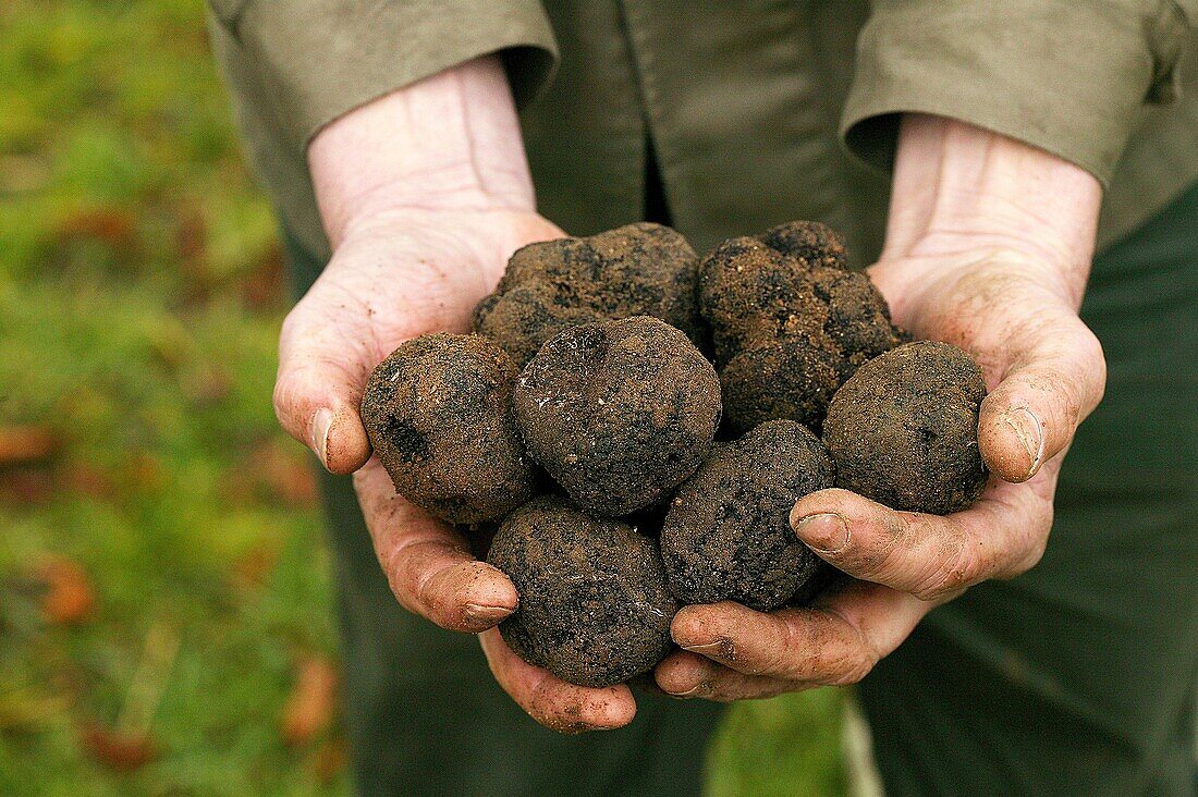 PERIGORD TRUFFLE tuber melanosporum, DROME IN THE SOUTH EAST OF FRANCE