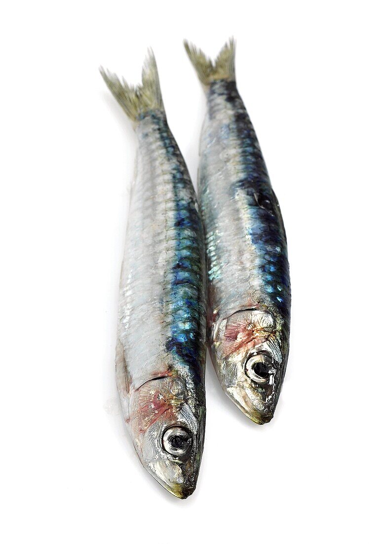 FRESH SARDINES AGAINST WHITE BACKGROUND