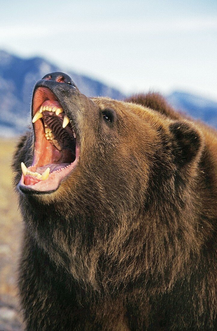 KODIAK BEAR ursus arctos middendorffi, ADULT THREATENING WITH OPEN MOUTH, ALASKA