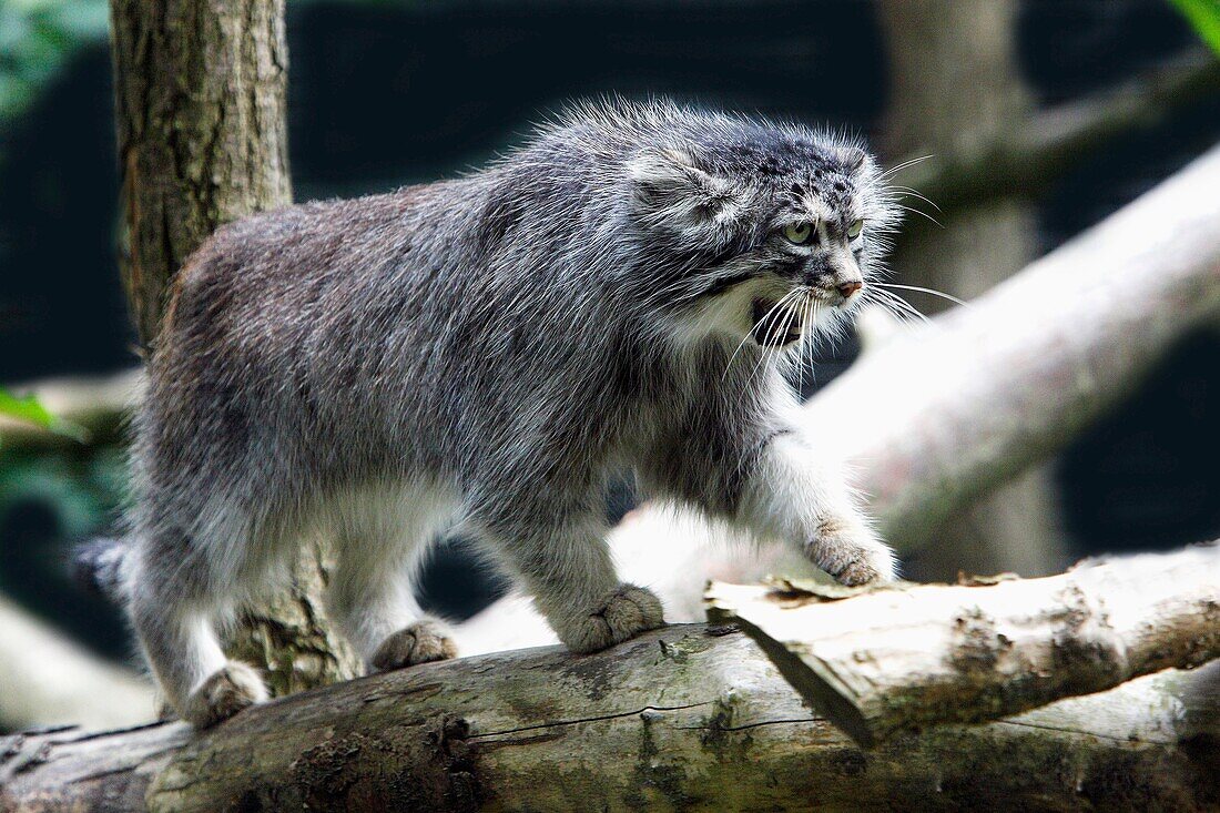 MANUL OR PALLAS´S CAT otocolobus manul, ADULT ON BRANCH