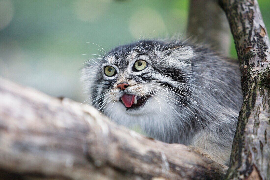 MANUL OR PALLAS´S CAT otocolobus manul, ADULTY GROWLING