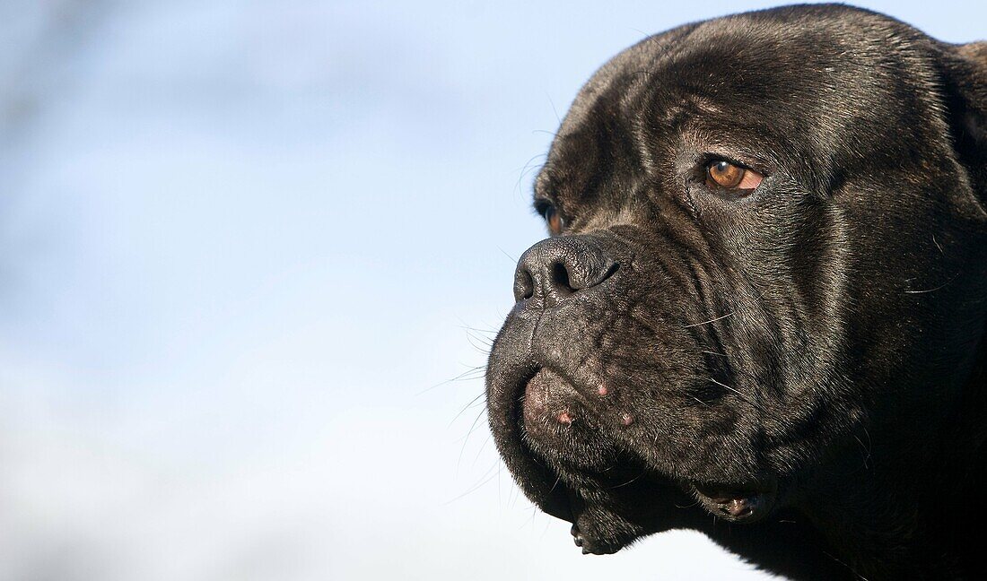 CANE CORSO, A DOG BREED FROM ITALY, HEAD CLOSE-UP OF ADULT