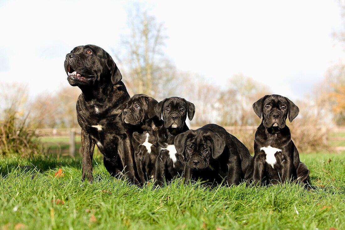 CANE CORSO, A DOG BREED FROM ITALY, FEMALE WITH PUPPIES ON GRASS