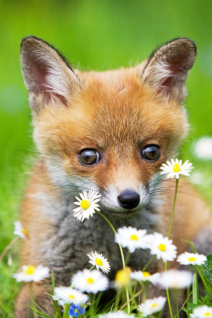 RED FOX vulpes vulpes, PUP WITH FLOWERS, NORMANDY IN FRANCE