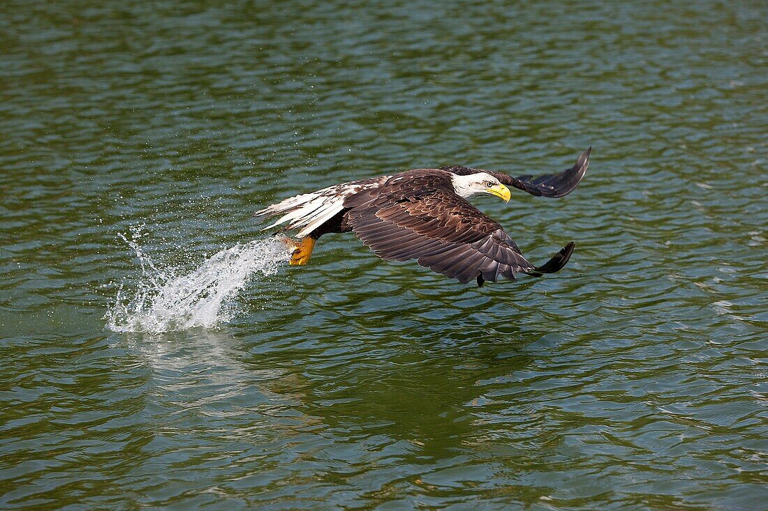 BALD EAGLE haliaeetus leucocephalus, JUVENILE FISHING IN LAKE