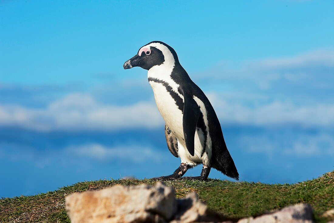 JACKASS PENGUIN OR AFRICAN PENGUIN spheniscus demersus, BETTY´S BAY IN SOUTH AFRICA