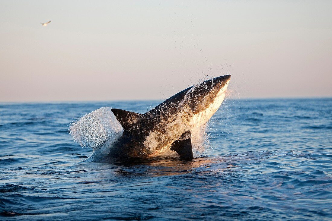 GREAT WHITE SHARK carcharodon carcharias, ADULT BREACHING, FALSE BAY IN SOUTH AFRICA