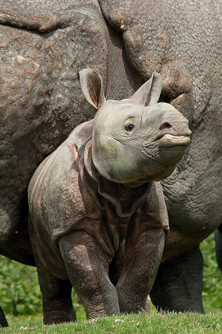 Indian Rhinoceros, rhinoceros unicornis, Mother with Calf