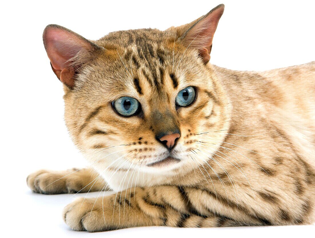 SEAL MINK TABBY BENGAL DOMESTIC CAT