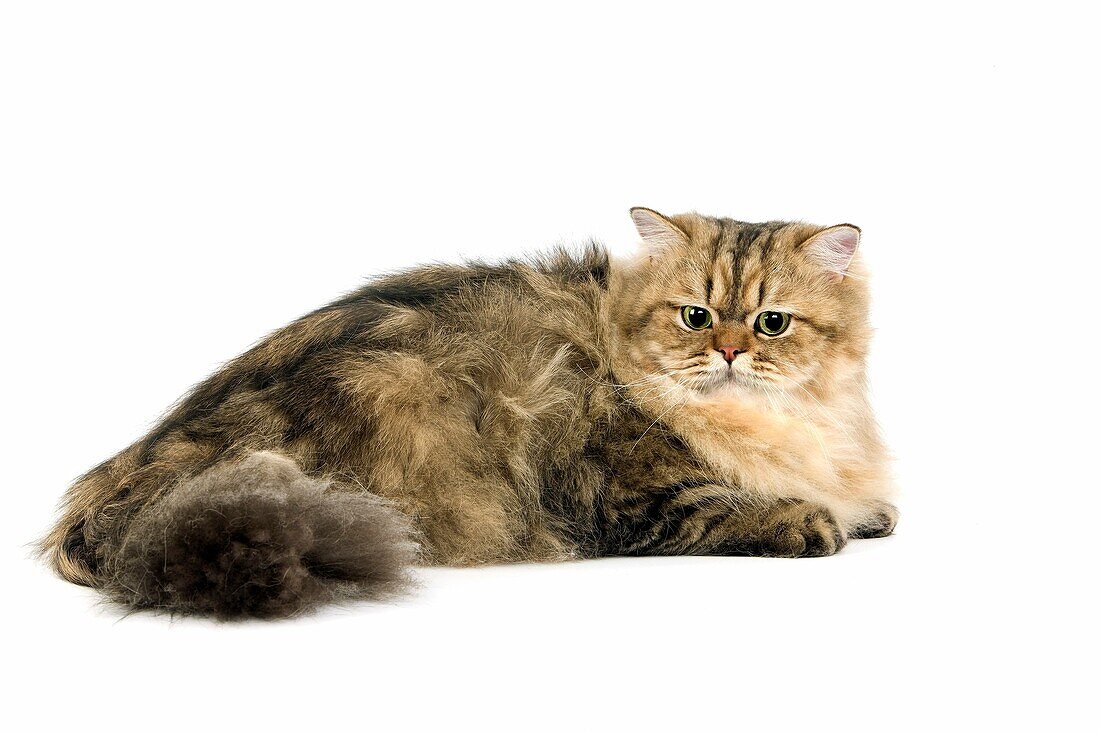GOLDEN PERSIAN CAT, ADULT AGAINST WHITE BACKGROUND