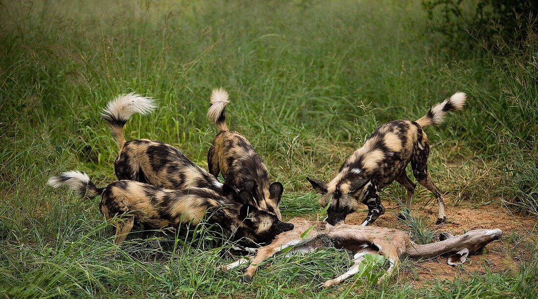 AFRICAN WILD DOG lycaon pictus, HERD ON A KUDU´S CARCASS, NAMIBIA