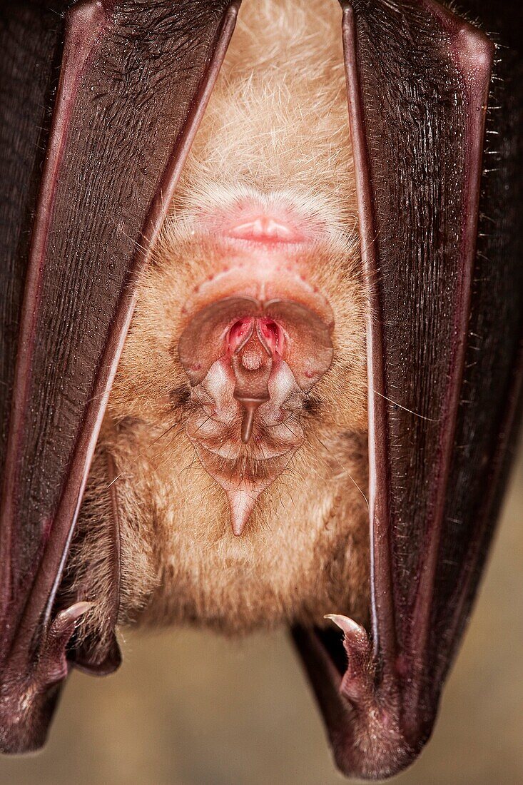 GREATER HORSESHOE BAT rhinolophus ferrumequinum, CLOSE-UP OF HEAD, ADULT HIBERNATING IN A CAVE, NORMANDY IN FRANCE