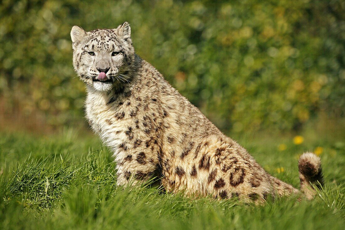 SNOW LEOPARD OR OUNCE uncia uncia, ADULT LICKING ITS NOSE