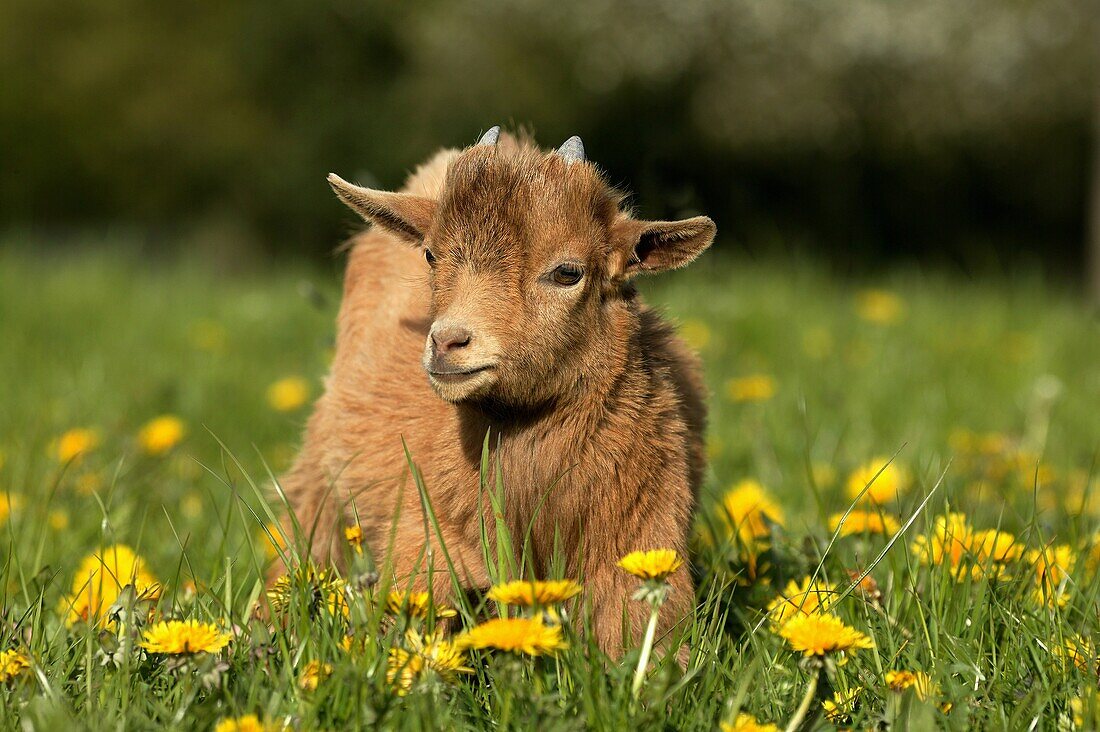 PYGMY GOAT OR DWARF GOAT capra hircus, 3 MONTHS OLD BABY WITH FLOWERS