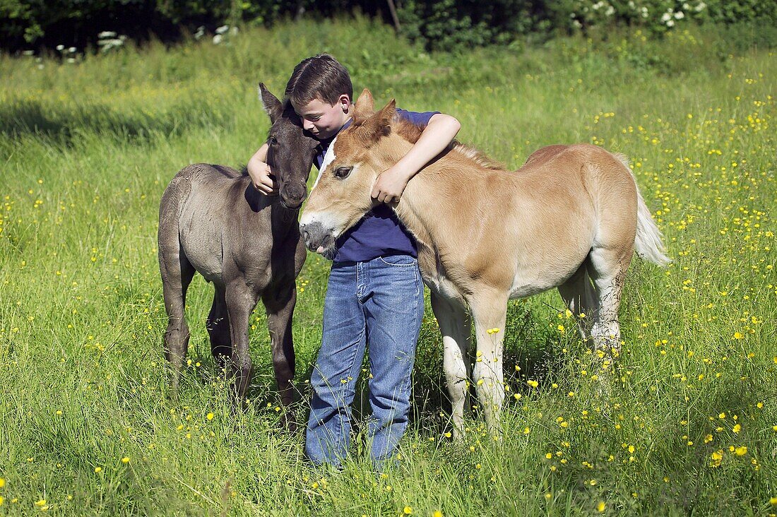 BOY WITH FOALS, NORMANDY IN FRANCE