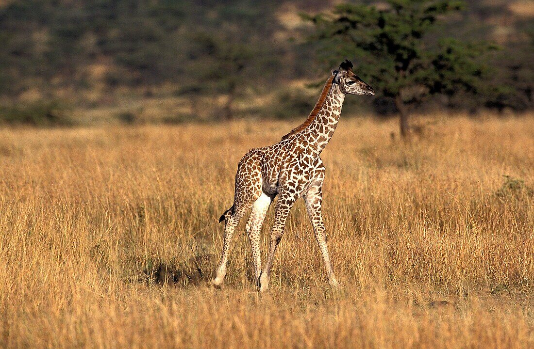 MASAI GIRAFFE giraffa camelopardalis tippelskirchi, CALF STANDING IN SAVANNAH, MASAI MARA PARK IN KENYA