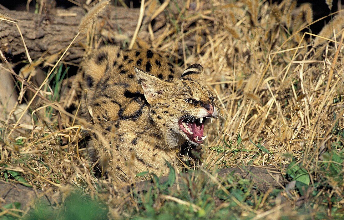 SERVAL leptailurus serval, ADULT SNARLING, DEFENSIVE POSTURE