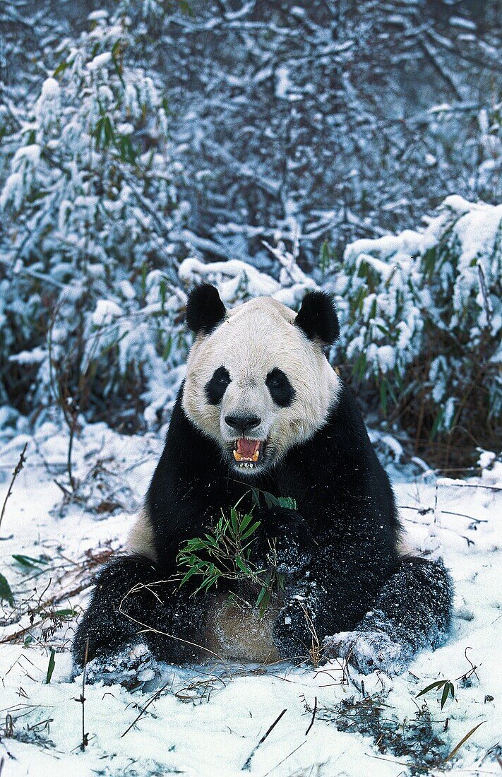 GIANT PANDA ailuropoda melanoleuca, ADULT SITTING IN SNOW, WOLONG RESERVE IN CHINA